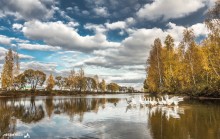 Гуси на воде / перед отлетом в теплые страны)