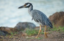 Yellow-crowned Night Heron / Yellow-crowned Night Heron