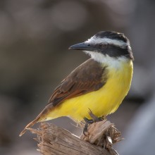 Great Kiskadee / male