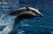 Игры дельфинов / Канарские острова