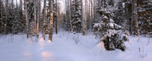По следу лисицы / Прогулки по зимнему лесу