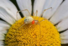 Enoplognatha ovata / Паук-тенетник Enoplognatha ovata осёдланный клещами на цветке ромашки