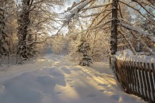 Рождественский лес... / Съемка проводилась морозным днем 7 января 2015 года...