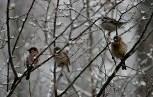 Птицы... / ... зимой.
