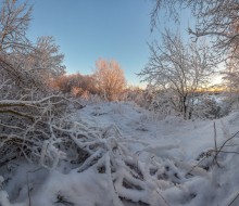 В лесу. / Ленинградская область.