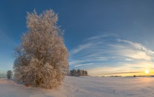 Дерево. / Ленинградская область.