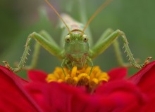 &quot;А мы тут плюшками балуемся!...&quot; / -------