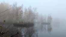Туман / Утро на болоте