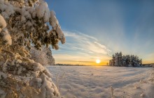 Золотое освещение. / Ленинградская область.