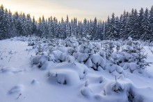 Под снежным покрывалом / Зимний лес укрылся снегомrnДремлет до весны...rnСнятся ёлкам и берёзкамrnГолубые сны.