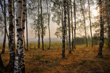 Подмосковный пейзаж / Был легкий смог. Рассеянный свет.