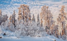Зимняя сказка / Сказочный лес