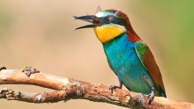 Рыжовыя акуляры / Бджолоїдка звичайна,Merops apiaster,Щурка золотистая