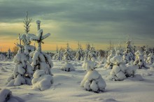 Зимнее времечко... / зимний лес