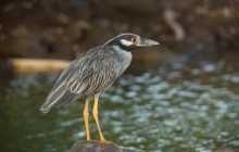 Yellow-crowned Night Heron / Yellow-crowned Night Heron