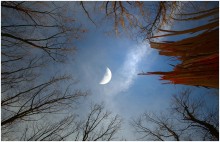 Branches to the sky / Лес, верхушка сломаного дерева, луна, небо