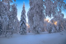 Лесная красавица / Зимний лес