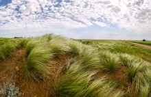 Цветёт ковыль. / Ставрополье.