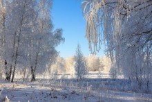 Зимний лес / зима январь