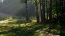 В утреннем свете / Петербург. Парголово