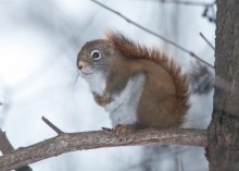 American red squirrel / tree rat :)