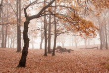 Вспоминая осень / утро в лесу
