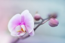 нежность орихидеи / цветочная фея