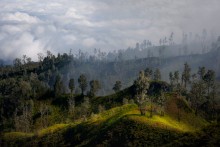 На склоне / Склон вулкана Иджен. На переднем плане деревья обгоревшие от схода пирокластических потоков. Между ними и облаками - сероводородный туман.
