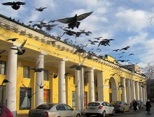  / голуби