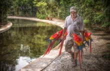 bundle of the fresh parrots :) / Ara macao
