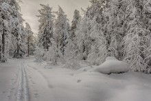 Холодный январь / Зимний лес