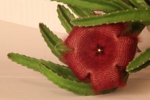Кожаный, бархатный, цвета бордо / Цветок кактуса