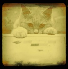  / Wer eine Katze hat, braucht das Alleinsein nicht zu fürchten. (c) Daniel Defo