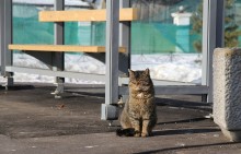 Кот на остановке / кот на остановке в Кронштадте