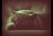 &nbsp; / Man muss Katzen nicht beibringen, wie man es sich gemütlich macht, 
in dieser Hinsicht sind sie von unerschöpflichem Erfindergeist. (c) James Mason