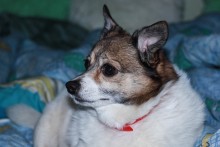 Собакер / Портрет другана )))