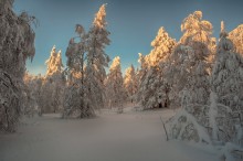 Вечер в январе / Зимний лес