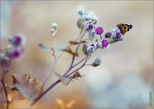 воздух / бабочка,цвет