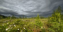 Mer Bleue Bog / Mer Bleue Bog