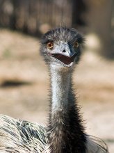 афро-страус / Tunisia: Friguia (Animal Park)