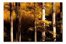 Буки осенью / Буковая роща в Бескидах.Желтые листья и белые стволы деревьев. Несколько теплых дней золотой польской осени.