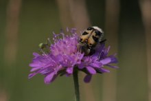 а жук еще спал / утренняя картинка приют на одном цветке