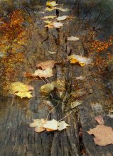 Осенняя Дорога / осень, листья