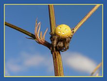 Yellow spider / Шел по полю и нашел.