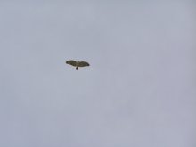 Falcon? / Nashville