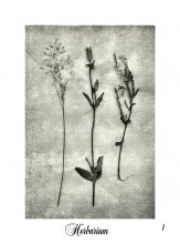 Herbarium / Karl BLOSSFELDT