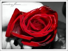[sweet rose] / cemetery flower......