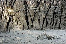 Лесная прелюдия солнца / Лесная прелюдия солнца