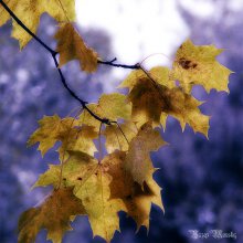 Blue Autumn / Парк дружбы народов. Осень 2007.