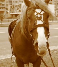 Лошадь / Несчастная лошадка на празднике города